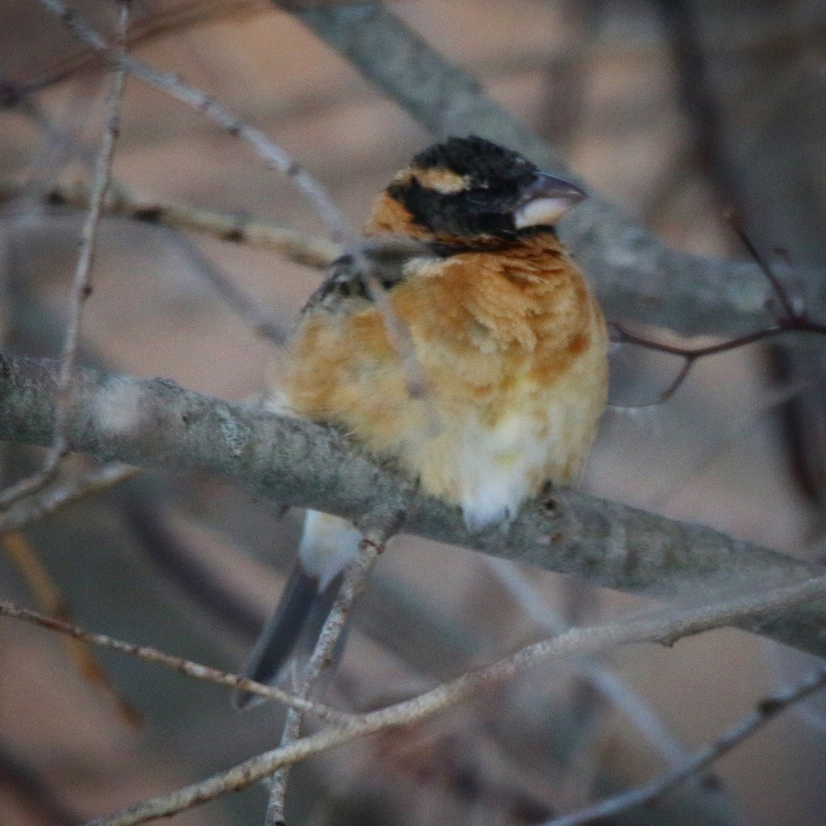 Black-headed Grosbeak - ML307493491