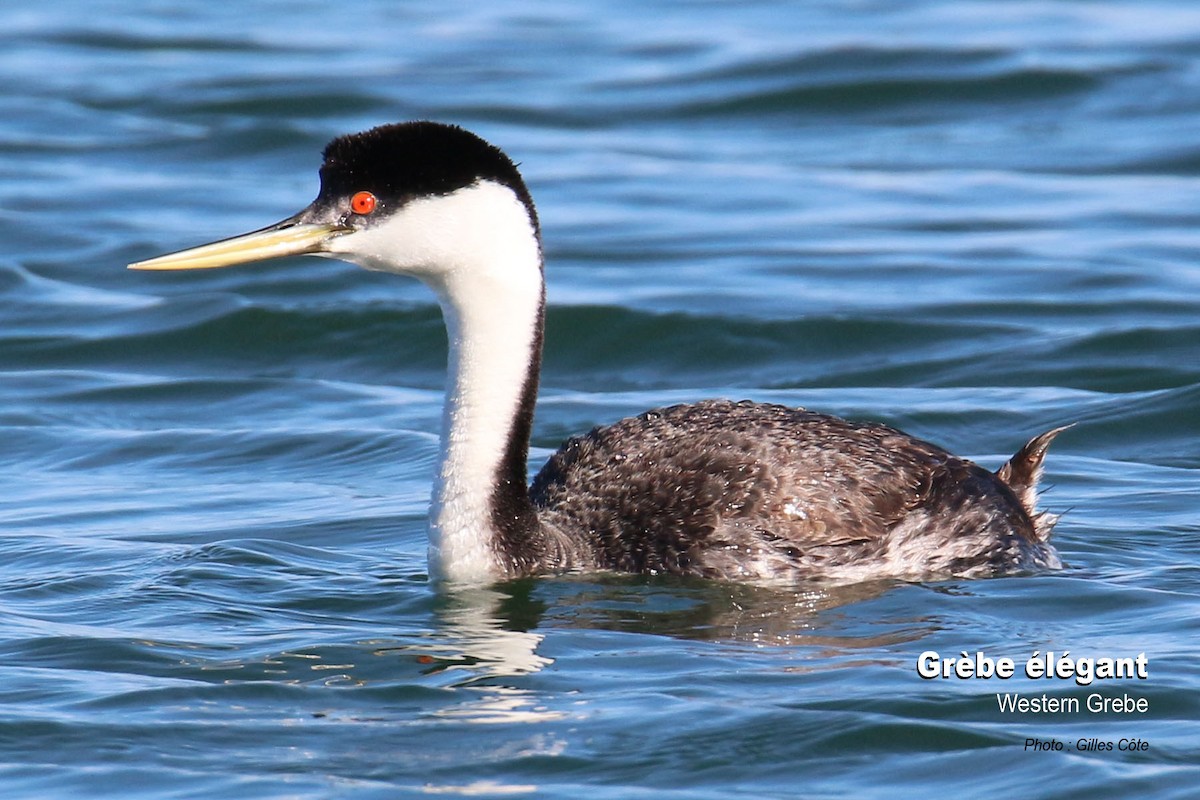 Western Grebe - Gilles Côte