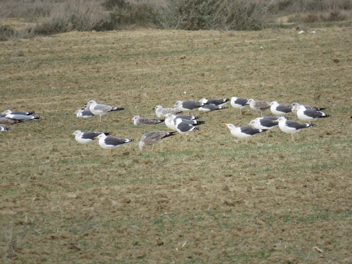 Lesser Black-backed Gull - ML307495381