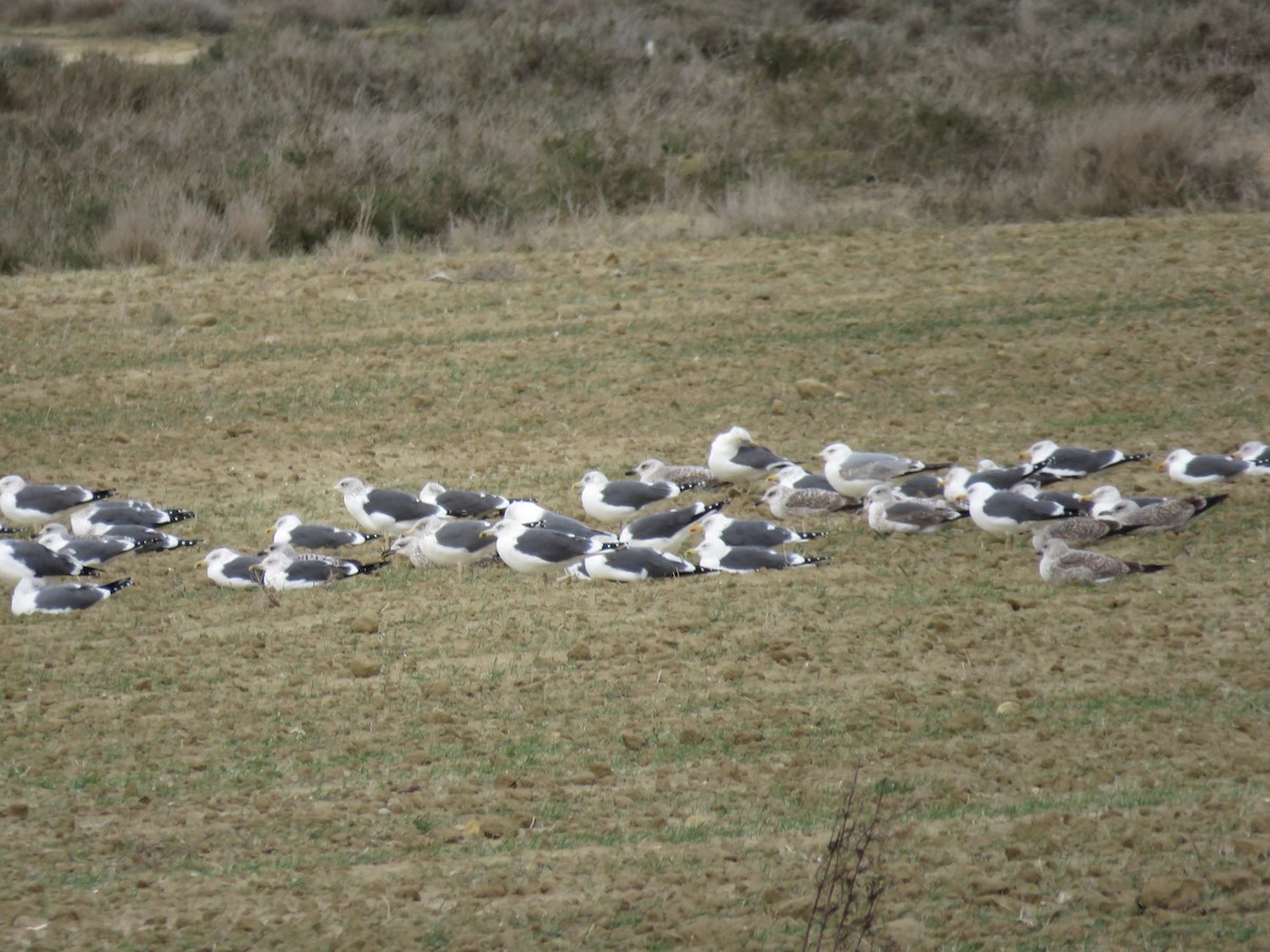 Lesser Black-backed Gull - ML307495391