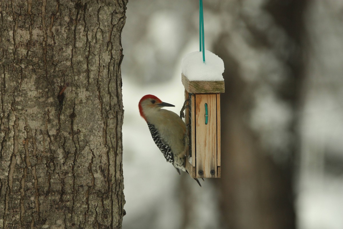 Red-bellied Woodpecker - Charlotte Goldberg