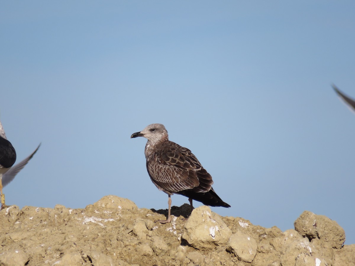 Lesser Black-backed Gull - ML307498991