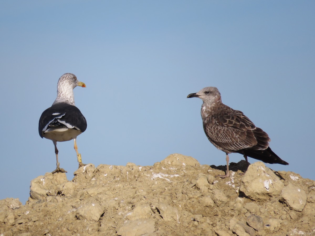 Lesser Black-backed Gull - ML307499001