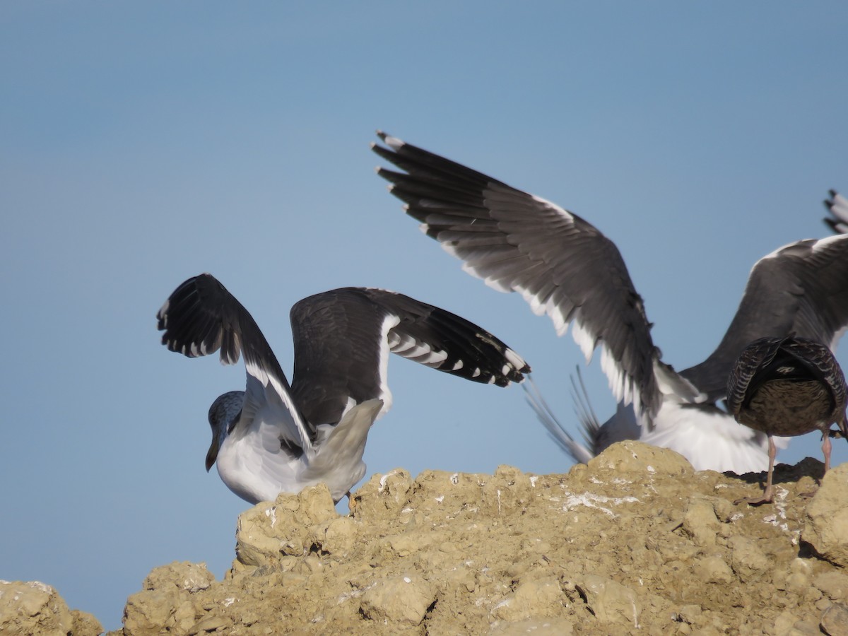 Lesser Black-backed Gull - ML307499041