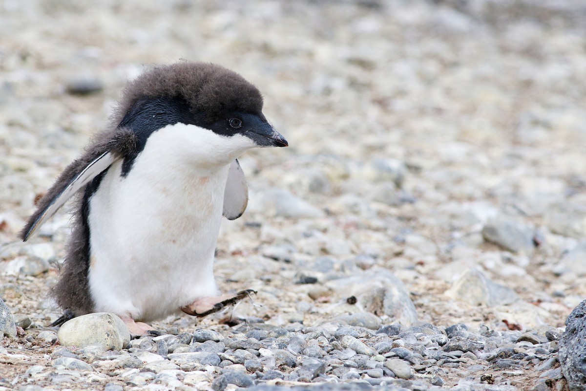 Adelie Penguin - Andrew Spencer