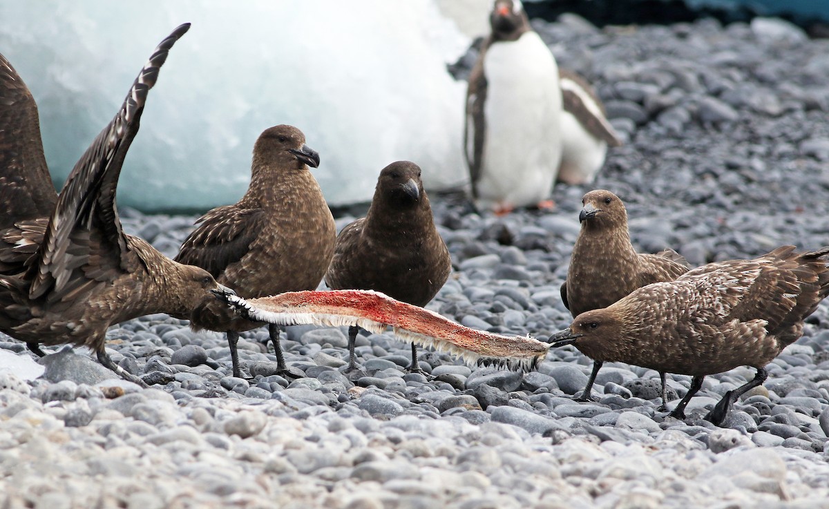 Brown Skua (Subantarctic) - ML30749931