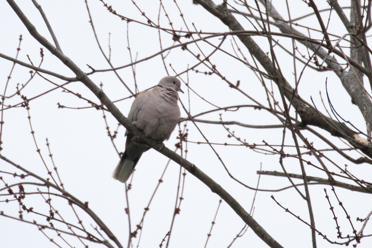 Eurasian Collared-Dove - ML307499781