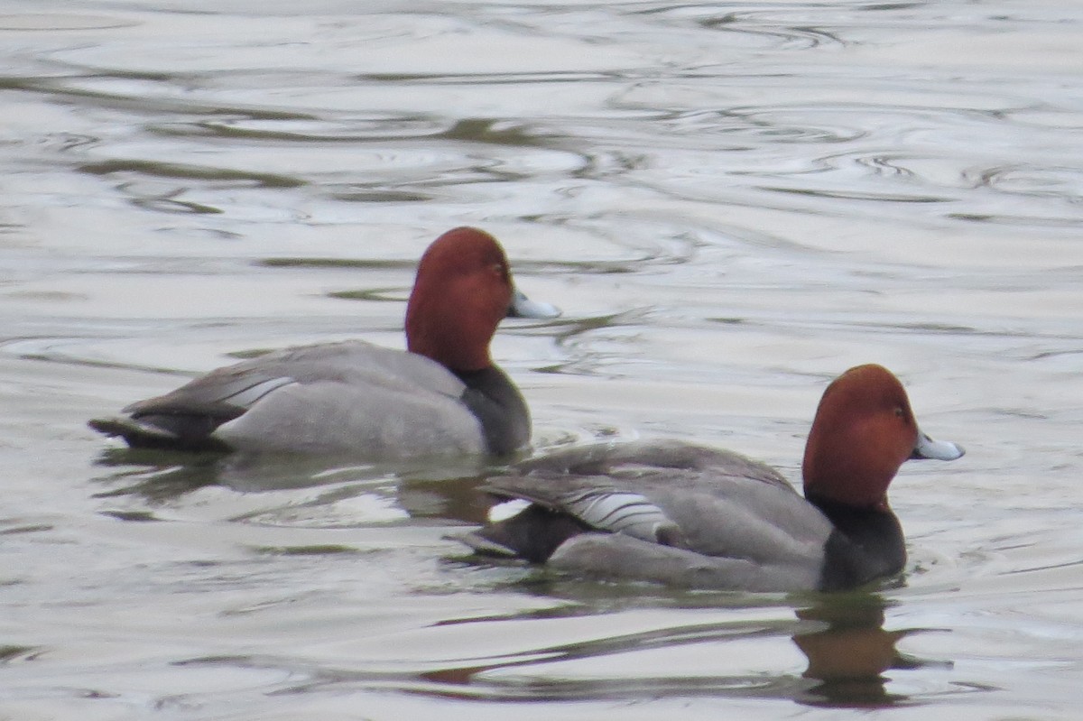 Redhead - ML307500841