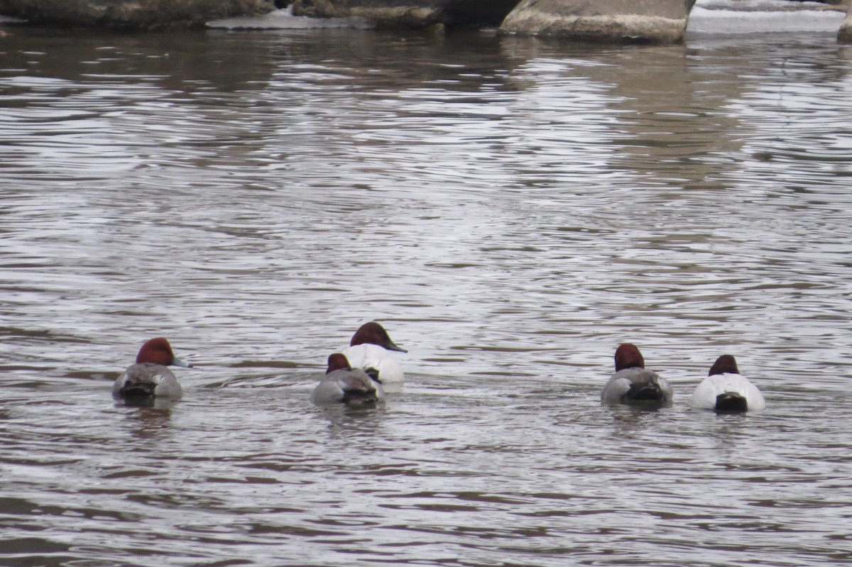 Canvasback - ML307501171
