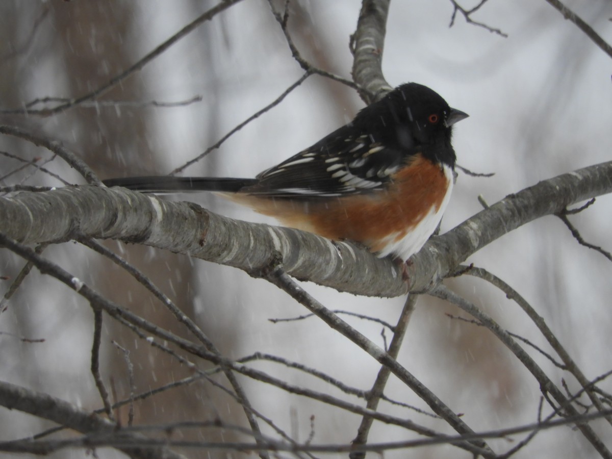 Spotted Towhee - ML307501401