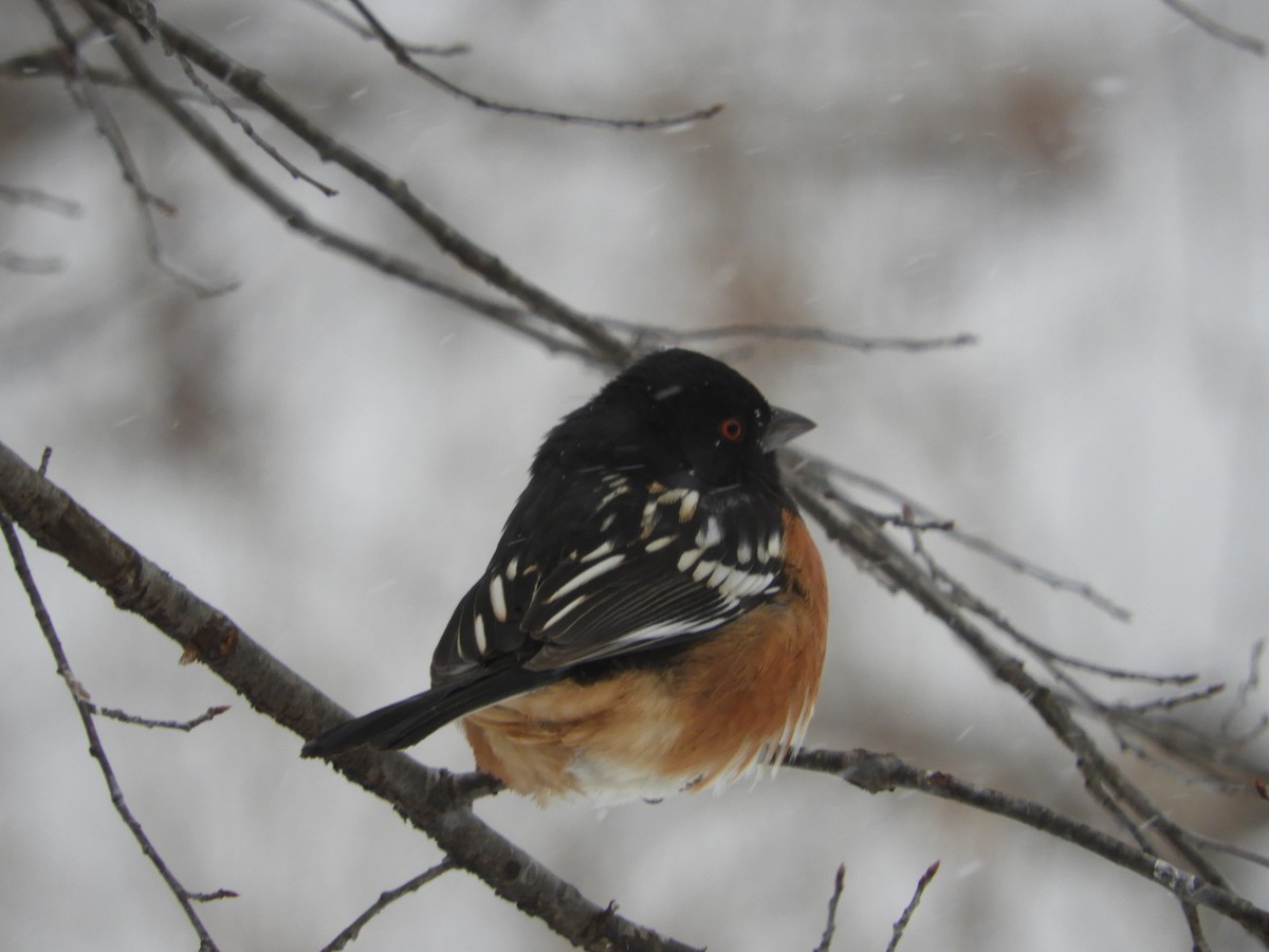 Spotted Towhee - ML307501411