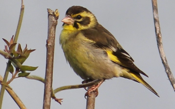 Yellow-breasted Greenfinch - ML307502411