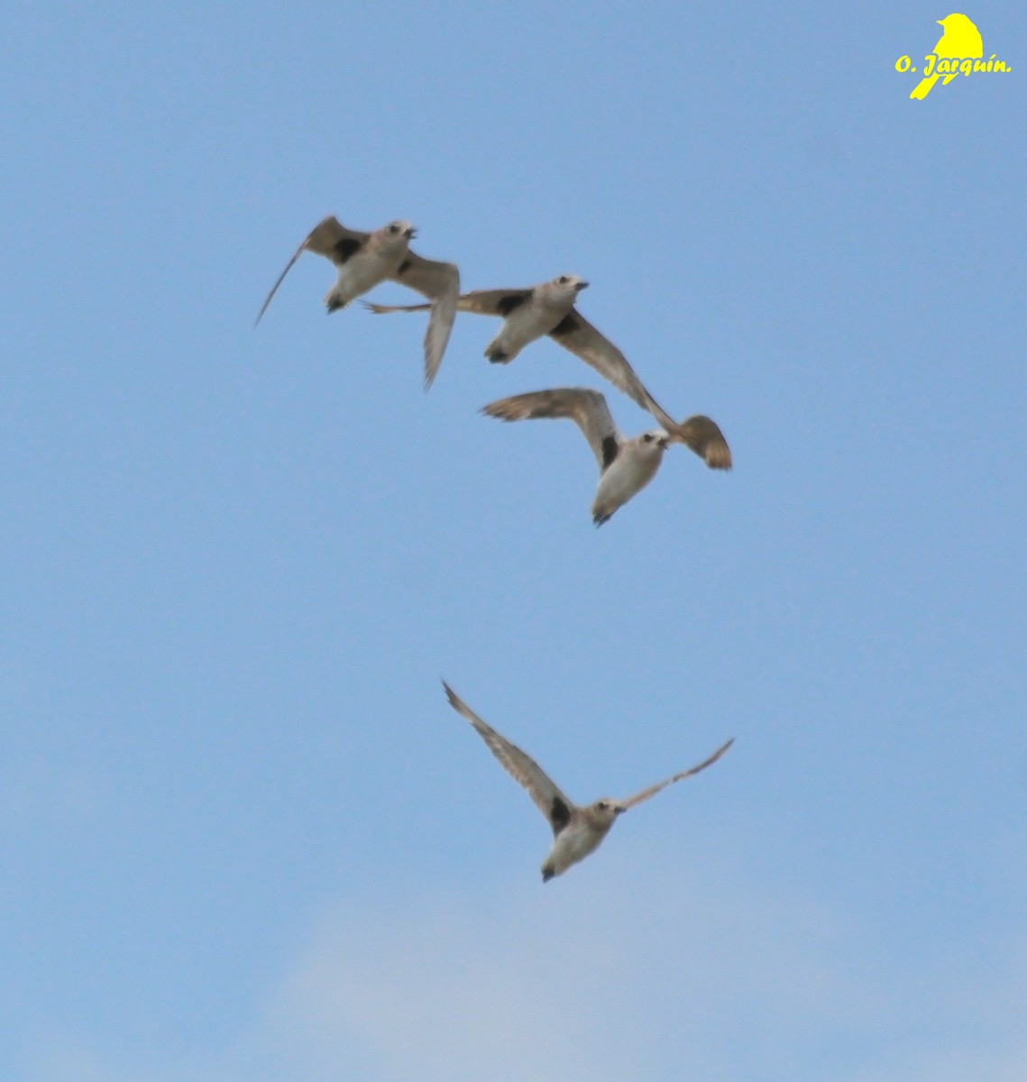 Black-bellied Plover - ML30750701