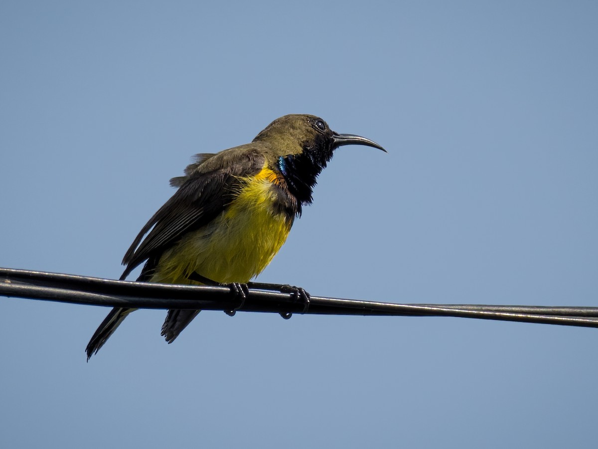 Ornate Sunbird - ML307507101