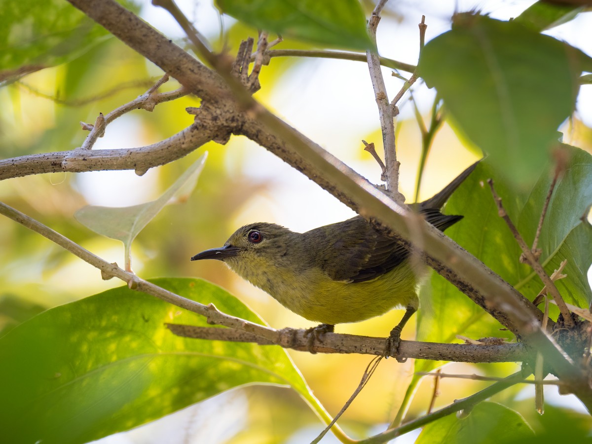 Brown-throated Sunbird - ML307507121