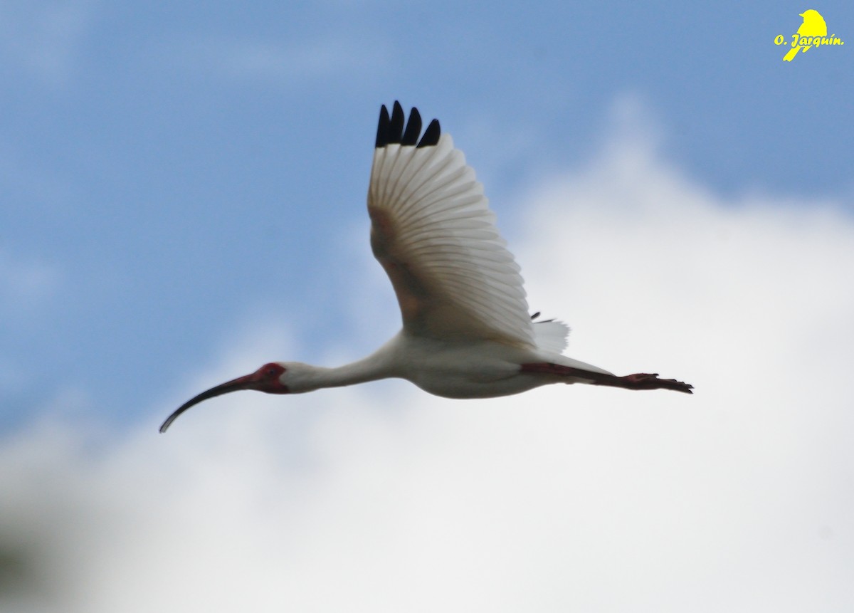 White Ibis - ML30750761