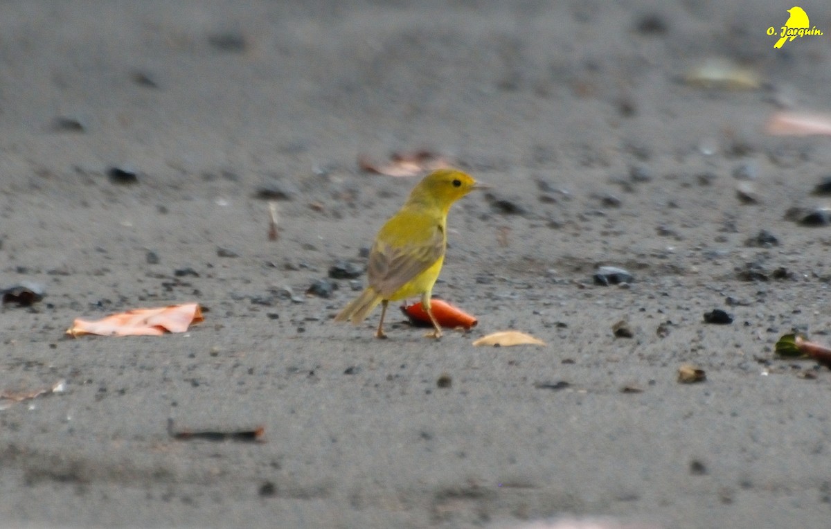 Goldwaldsänger [erithachorides-Gruppe] - ML30750831