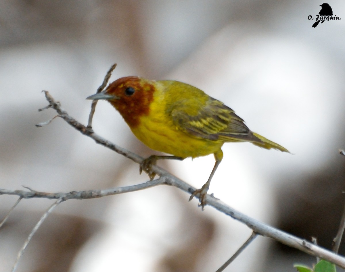 Yellow Warbler (Mangrove) - ML30750851
