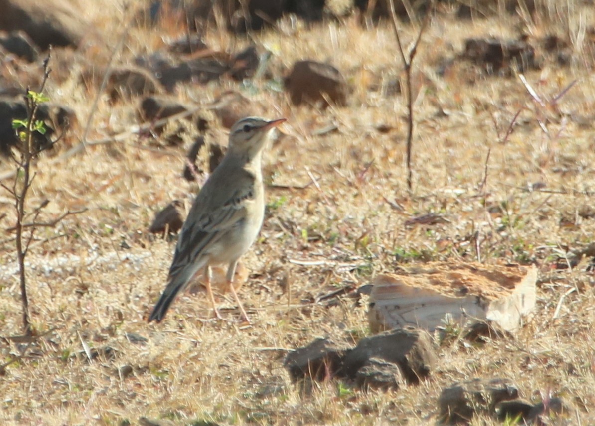 Richard's/Paddyfield Pipit - ML307508611