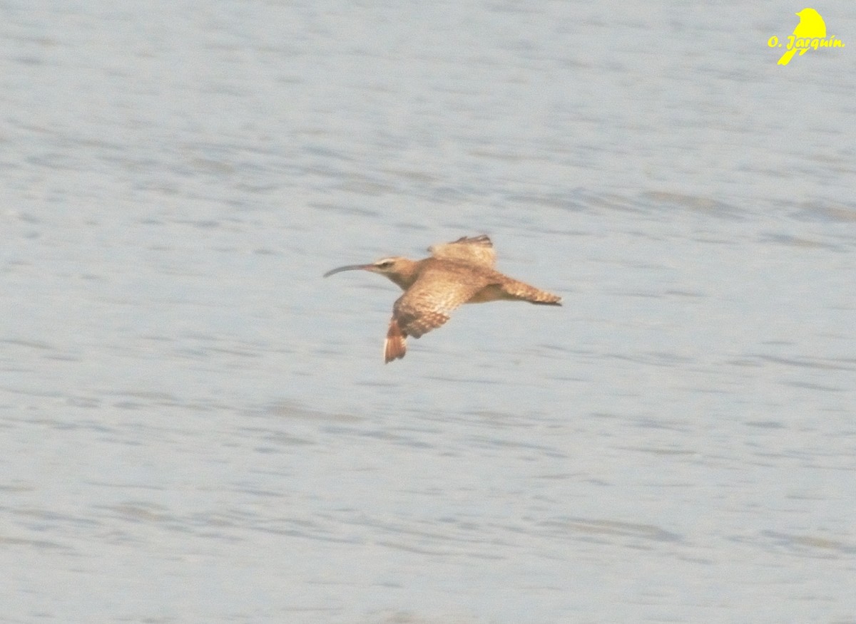 Regenbrachvogel - ML30750911