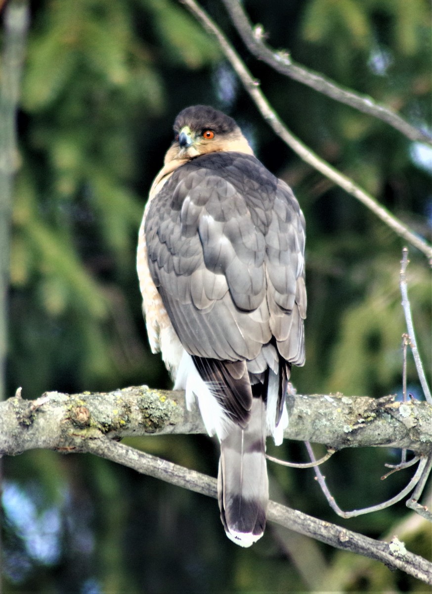 Cooper's Hawk - ML307509691