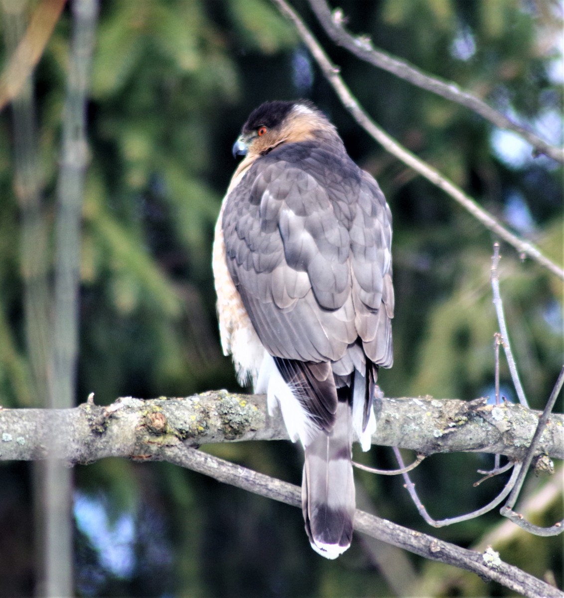 Cooper's Hawk - ML307510141