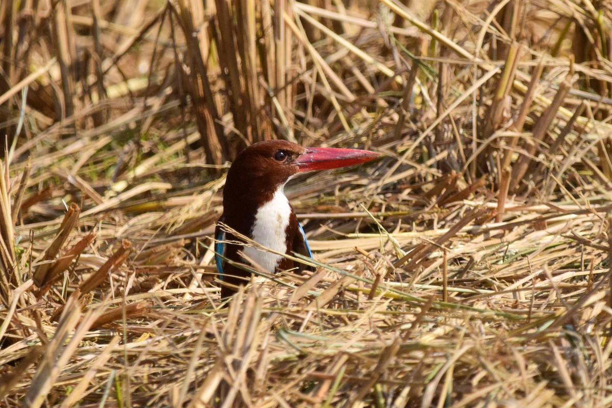 White-throated Kingfisher - Ashfaq Muhammed
