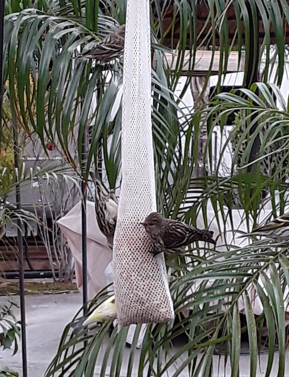 Pine Siskin - ML307510421