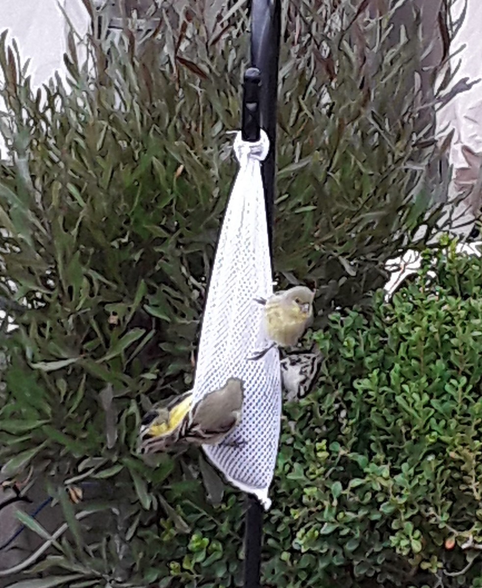 Lesser Goldfinch - ML307511241