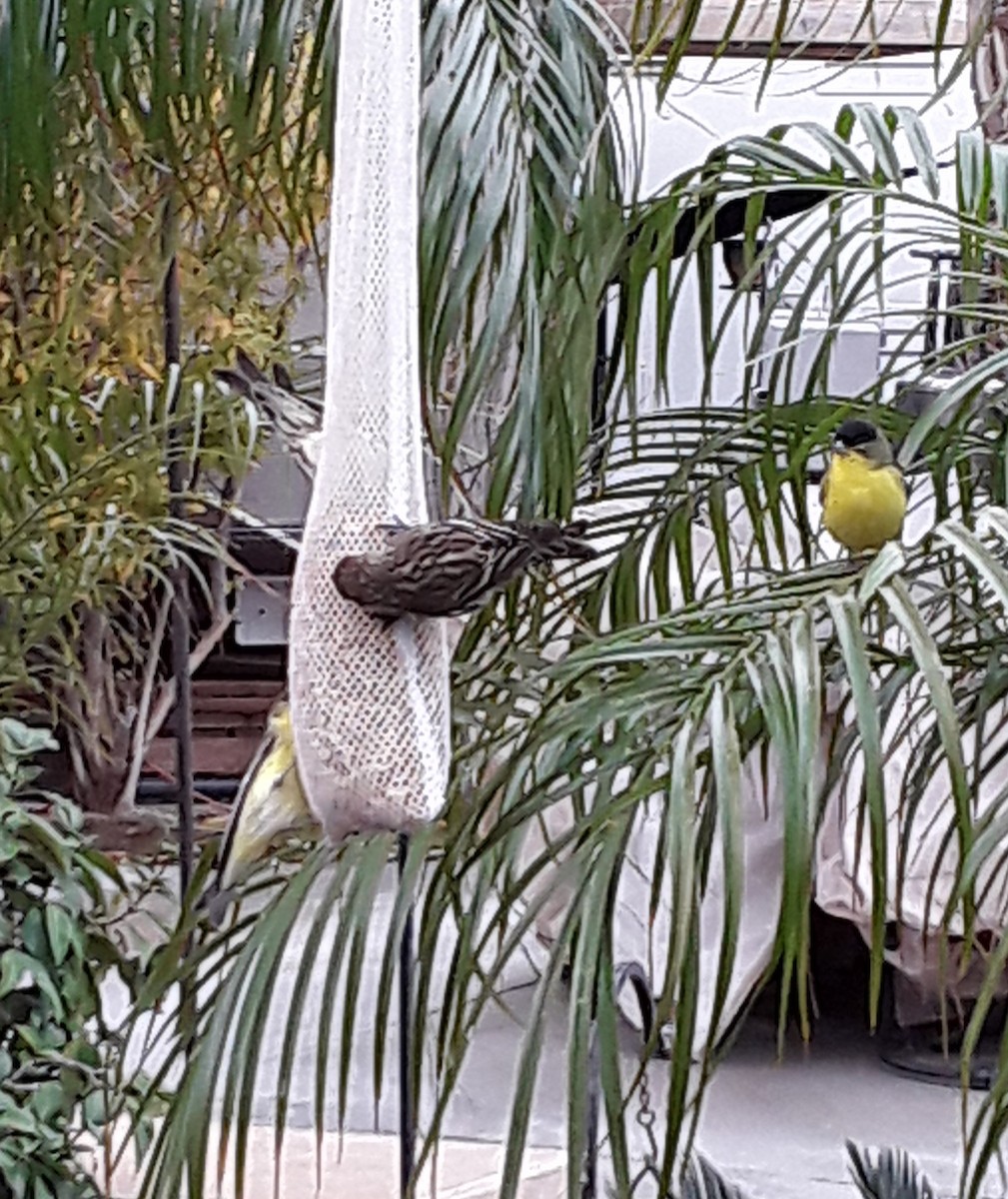 Lesser Goldfinch - ML307511271