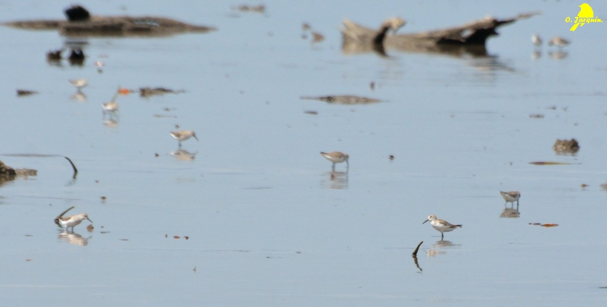 Western Sandpiper - ML30751241