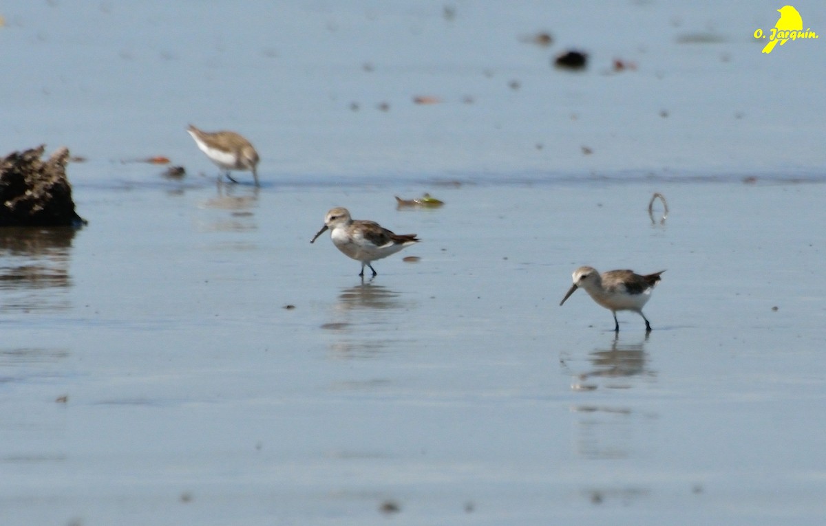 Western Sandpiper - ML30751261