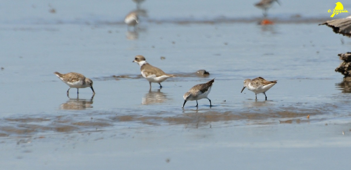 Western Sandpiper - ML30751301