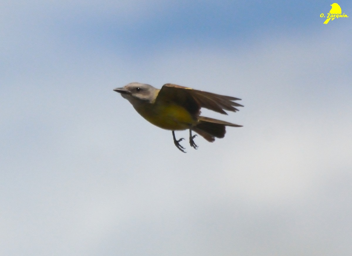 Tropical Kingbird - ML30751361