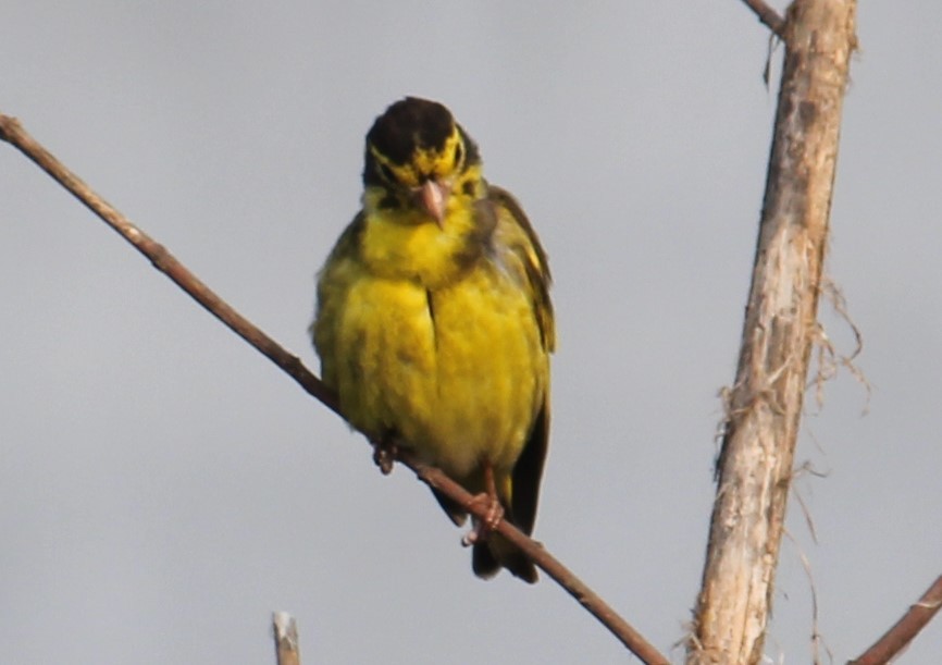 Yellow-breasted Greenfinch - ML307515211
