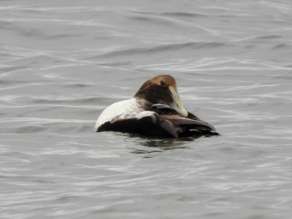 Common Eider - ML307516311