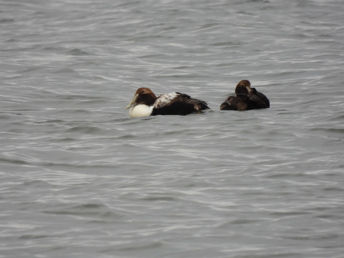 Common Eider - ML307516381