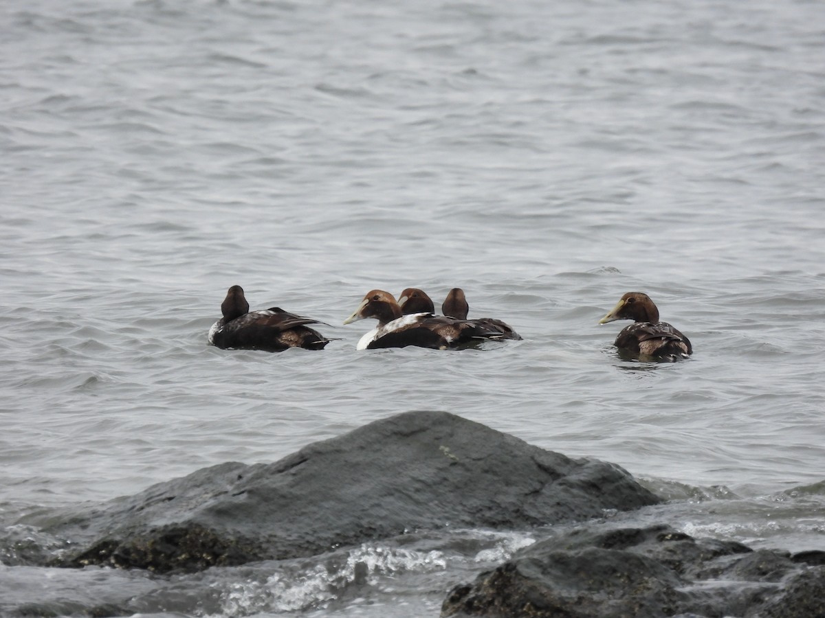 Common Eider - ML307516391