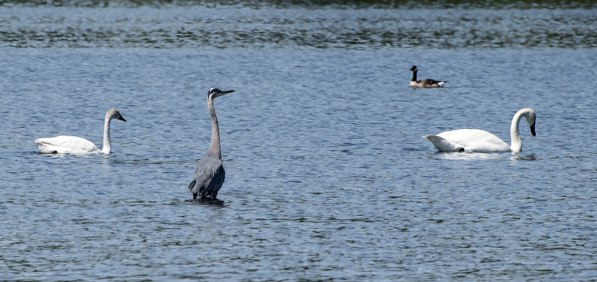 Trumpeter Swan - David Badke