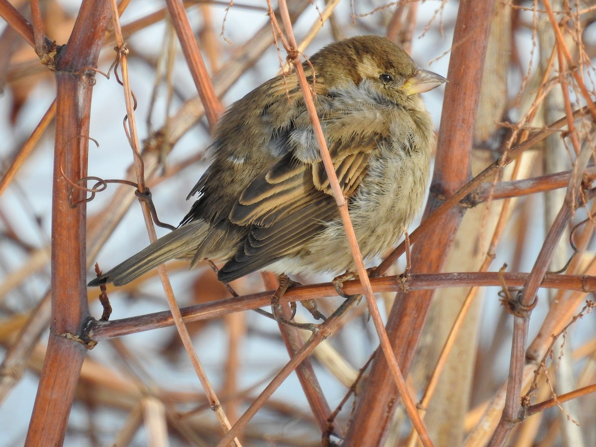 House Sparrow - ML307520981