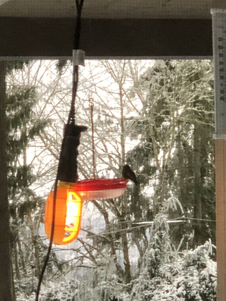 Anna's Hummingbird - ML307521771