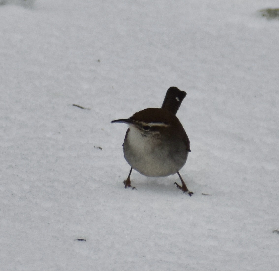 Bewick's Wren - ML307522191