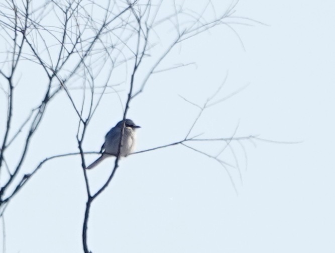 Northern Shrike - ML307522261