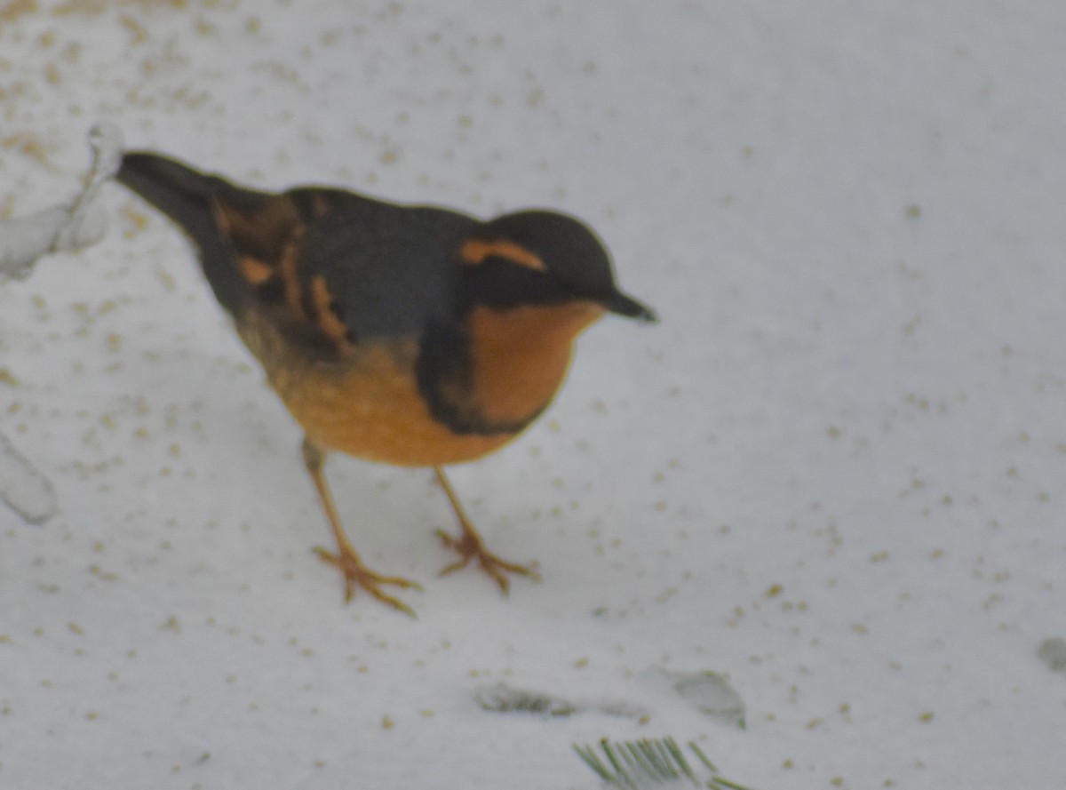 Varied Thrush - ML307522271