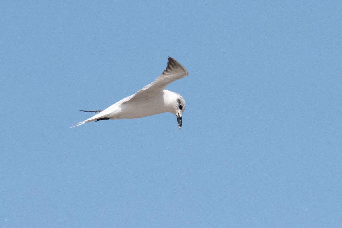 Gull-billed Tern - ML307522811