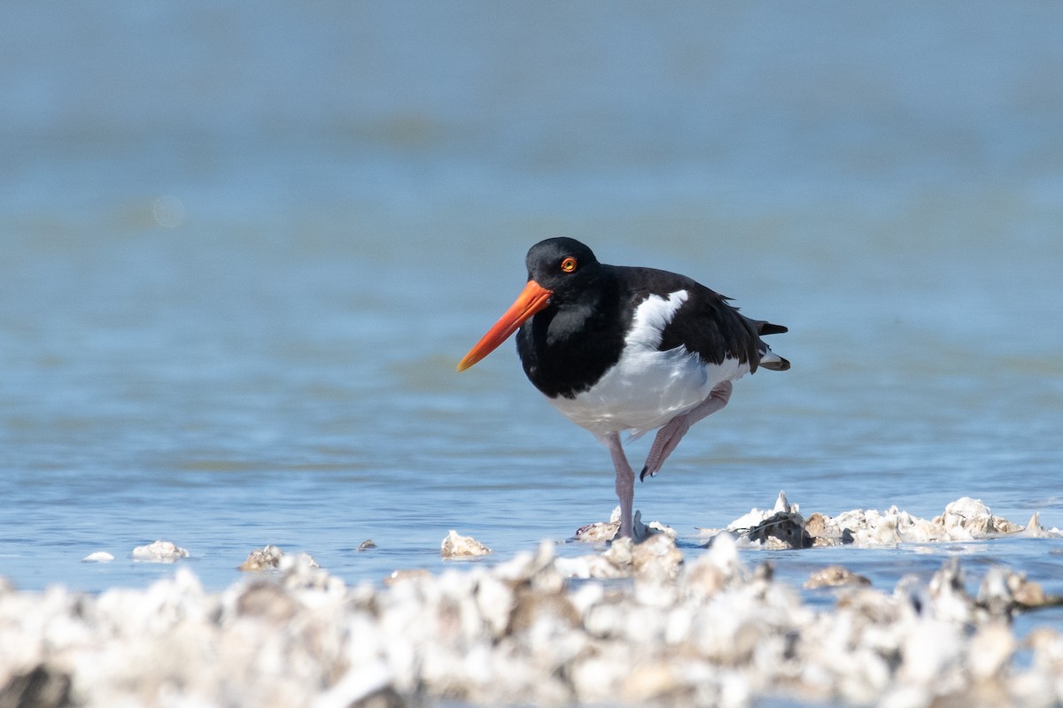 American Oystercatcher - ML307523421