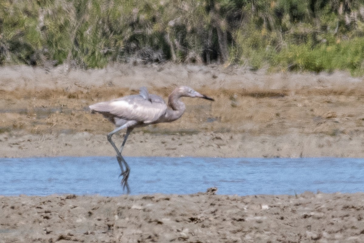 Reddish Egret - ML307523791