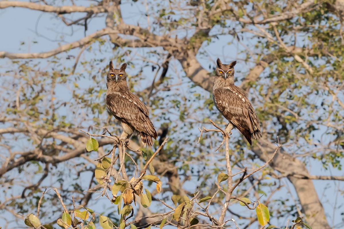 Dusky Eagle-Owl - ML307524151