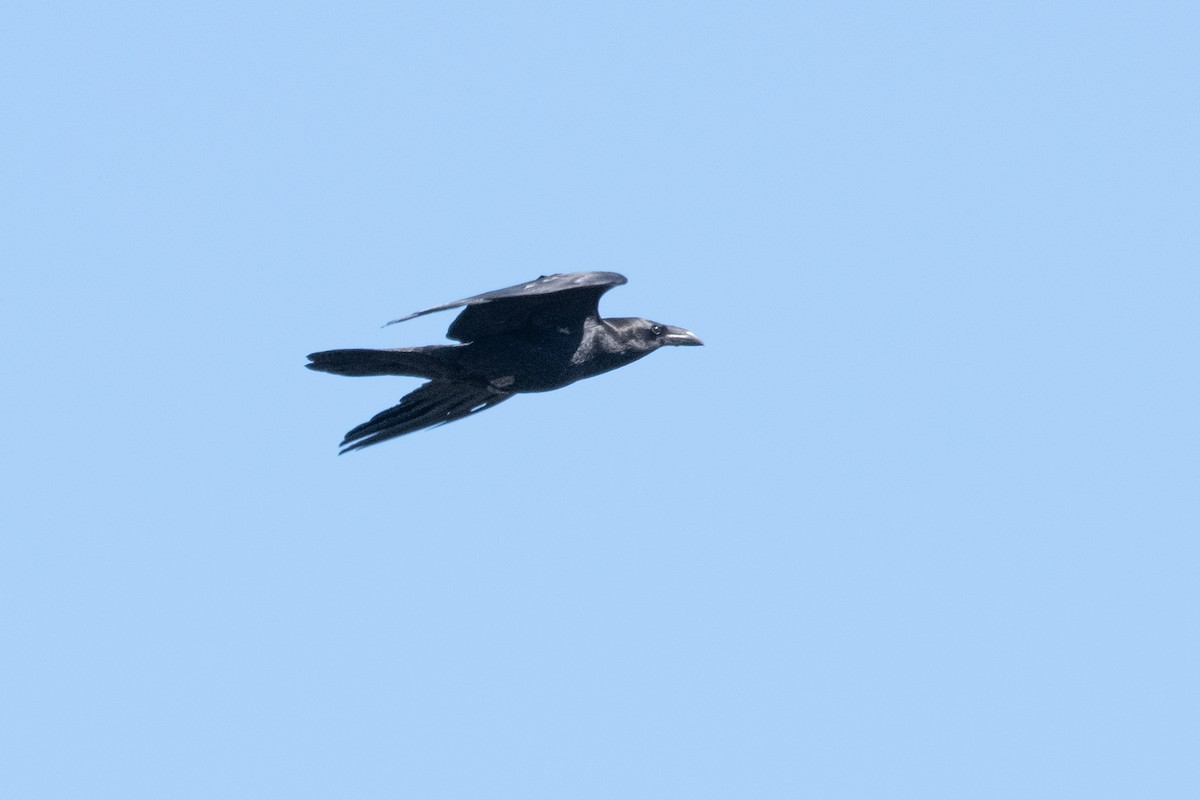 Chihuahuan Raven - ML307524981