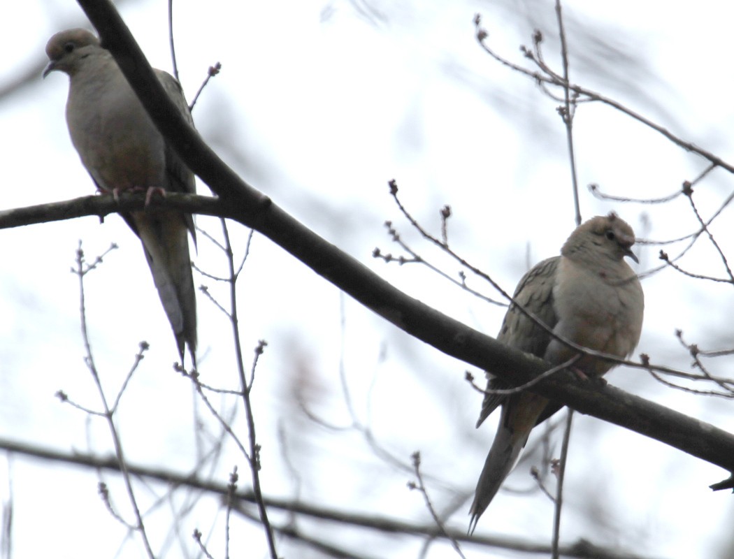 Mourning Dove - ML307526481